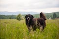 Portrait of big black dog in the field with tall green grass. Sheep protector Royalty Free Stock Photo