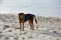 Big black stray dog at a beach in greece