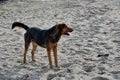 Big black stray dog at a beach in greece Royalty Free Stock Photo
