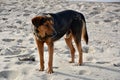 Big black stray dog at a beach in greece Royalty Free Stock Photo