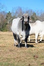 Big Brahma Bull Royalty Free Stock Photo