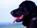 Portrait of big breed dog, crossbreed of golden retriever and shepherd dog, black dog head, sticking out pink tongue, background Royalty Free Stock Photo