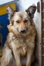 Portrait of a big dog looking to camera with happy face.