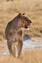 Portrait of a big elephant