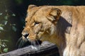 Portrait of a big female African lion  Panthera leo Royalty Free Stock Photo