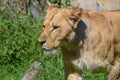 Portrait of a big female African lion  Panthera leo Royalty Free Stock Photo