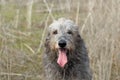 Portrait of a big gray dog Irish Wolfhound breed Royalty Free Stock Photo