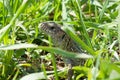 Portrait of a big green lizard in a thicket hiding looking and hunting among the lush grass on a meadow close up macro