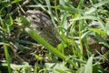 Portrait of a big green lizard in a thicket hiding looking and hunting among the lush grass on a meadow close up macro