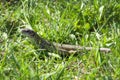 Portrait of a big green lizard in a thicket hiding looking and hunting among the lush grass on a meadow close up macro