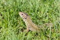 Portrait of a big green lizard in a thicket hiding looking and hunting among the lush grass on a meadow close up macro