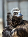 Portrait Big Griff Black Aegypius monachus Royalty Free Stock Photo