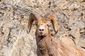 Portrait of a big horn sheep Royalty Free Stock Photo