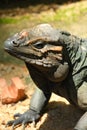 Portrait of A Big Iguana Royalty Free Stock Photo