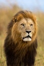 Portrait of big Lion Caesar Royalty Free Stock Photo