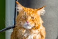 Portrait of Big Maine Coon Cat sitting on the Chair like a Boss in his Office Royalty Free Stock Photo