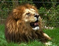 Portrait of a big male African lion Panthera leo