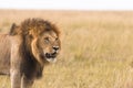 Portrait of a big male lion Royalty Free Stock Photo