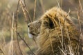 Portrait of a big male lion , profile, Kruger park, South Africa