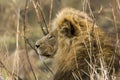 Portrait of a big male lion , profile, Kruger park, South Africa Royalty Free Stock Photo