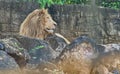 Portrait of big male lion in zoo