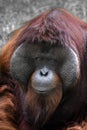 Portrait of big male orang utan