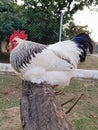 Portrait of big male sussex chicken or rooster in the garden. English sussex chicken breed. Head, comb or crest. Royalty Free Stock Photo