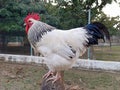 Portrait of big male sussex chicken or rooster in the garden. English sussex chicken breed. Head, comb or crest. Royalty Free Stock Photo