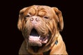 Portrait of big mastiff dog Royalty Free Stock Photo