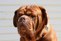 Portrait of big mastiff dog