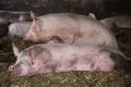 Portrait of a big pig sows indoors at barn Royalty Free Stock Photo