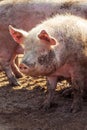 Portrait of a big pink pig smeared with mud. Livestock farm.