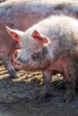 Portrait of a big pink pig smeared with mud. Livestock farm