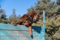 Portrait of a big red dog overcoming a sports barrier. Tibetan Mastiff jumps over the high wooden fence. Dog training for agility