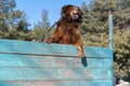 Portrait of a big red dog overcoming a sports barrier. Tibetan Mastiff jumps over the high wooden fence. Dog training for agility