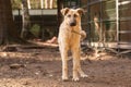 Portrait of a big red mongrel dog in a shelter for stray dogs