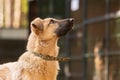 Portrait of a big red mongrel dog in a shelter for stray dogs