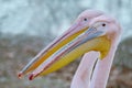 Portrait of Big Rosy Pelican