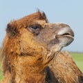 Portrait big and sad camel with a drop of tears in his eye turned out from you Royalty Free Stock Photo