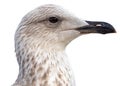 portrait of sea gull Royalty Free Stock Photo