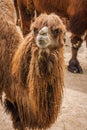 Portrait of a big shaggy red camel