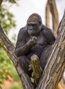 Portrait of a big western lowland gorilla Royalty Free Stock Photo