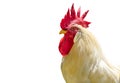 Portrait big white chicken, Brahma chickens, beautiful rooster Brahma chicken with big red cockscomb, blurred background grassland Royalty Free Stock Photo