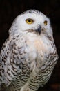 A portrait of big white owl with yellow eyes Royalty Free Stock Photo