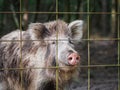 Portrait of a big wild boar behind the enclosure Royalty Free Stock Photo