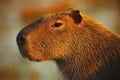 Portrait of biggest mouse around the world, Capybara, Hydrochoerus hydrochaeris, with evening light during sunset, Pantanal, Brazi