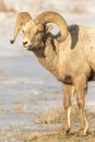 Portrait of bighorn sheep ram in snow on National Elk Refuge Royalty Free Stock Photo