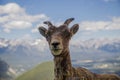 Portrait of a bighorn sheep in the wild life as is. Female wild ram in the molting period in mountains