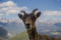 Portrait of a bighorn sheep in the wild life as is. Female wild ram in the molting period in mountains