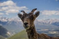 Portrait of a bighorn sheep in the wild life as is. Female wild ram in the molting period in mountains Royalty Free Stock Photo